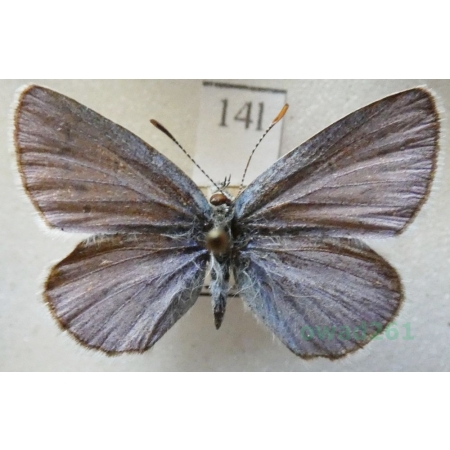 Plebejus argyrognomon (Bergsträsser, 1779) male Modraszek srebroplamek Czech14l